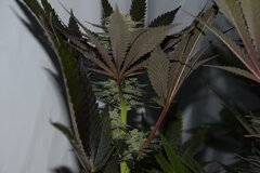 DSC 0007