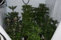 DSC 0019