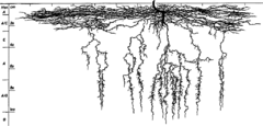 Cannabis sativa roots