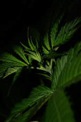 Super Silver Haze II   grow 24   Super Silver Haze, Super Lemon Haze, Critical + Special Kush BioTabs Air Dome 600w