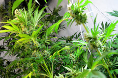 Super Silver Haze, Super Lemon Haze, Critical + Special Kush BioTabs Air Dome 600w 72 dzien Box SSH SLH 4str