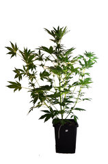 Super Lemon Haze 4 dzien 57