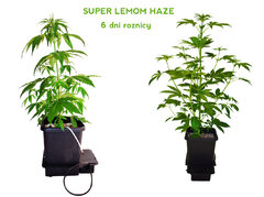 Super Lemon Haze   36dzień cała roślina RÓZNICA POMIEDZY 6 DNIAMI