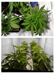 Box 26 dzień 2 Super Silver Haze, Super Lemon Haze, Critical + Special Kush BioTabs Air Dome 600w