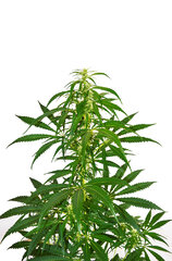 Super Silver Haze 4 dzien 57 Top Gl