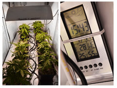 Box 26 dzień wzrost I warunki - Super Silver Haze, Super Lemon Haze, Critical + Special Kush Super Lemon Haze Air Dome 600w