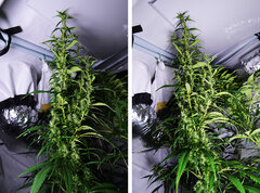 Super Silver Haze dzien 64 Dd