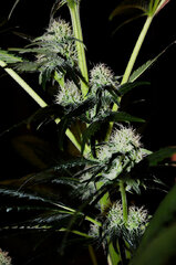 Super Lemon Haze dzien 51 dzien Z