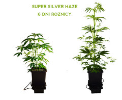 Super sILVER Haze   36dzień cała roślina RÓZNICA POMIEDZY 6 DNIAMI