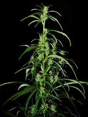 Super Silver Haze dzien 51 dzien Top