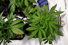 Super Lemon Haze II   grow 24  - Super Silver Haze, Super Lemon Haze, Critical + Special Kush BioTabs Air Dome 600w