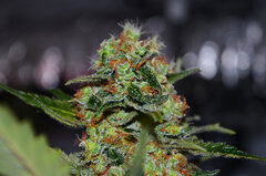 Super Lemon Haze dz797