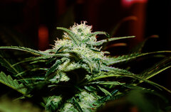 Super Lemon Haze 4 dzien 57 Top A