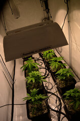 Super Silver Haze, Super Lemon Haze, Critical + Special Kush BioTabs Air Dome 600w