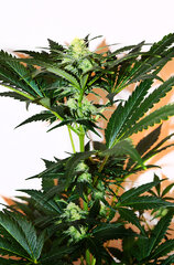 Super Lemon Haze 4 dzien 57 Top