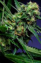 Super Lemon Haze dzien 64