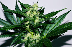 Super Lemon Haze dzien 51 dzien Top 1