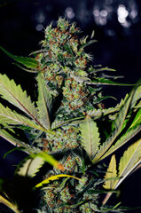 arta Super Lemon Haze dzien 85 B