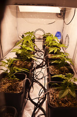 Box Super Silver Haze, Super Lemon Haze, Critical + Special Kush BioTabs Air Dome 600w 19