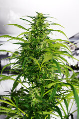 Super Silver Haze dzien 72 Ass