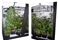 Super Silver Haze, Super Lemon Haze, Critical + Special Kush BioTabs Air Dome 600w 72 dzien Box SSH SLH 11str