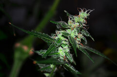 arta Super Silver Haze dzien 85 A