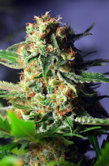 Super lemonHaze 72 dzien 34