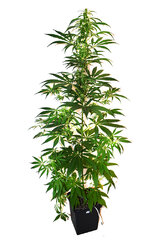 Super Silver Haze 4 A dzien 57