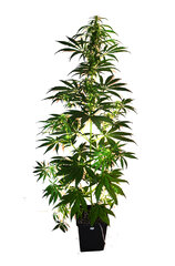 Super Silver Haze 4 dzien 57