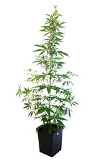 Super Silver Haze dzien 51 dzien