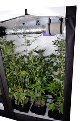 Super Silver Haze, Super Lemon Haze, Critical + Special Kush BioTabs Air Dome 600w 72 dzien Box SSH SLH 2str