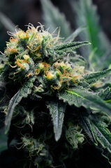 Super Lemon Haze dzien 64 Tt