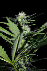 Super Lemon Haze dzien 51  Top Bok