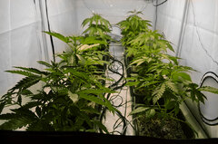 Box 26 dzień Super Silver Haze, Super Lemon Haze, Critical + Special Kush BioTabs Air Dome 600w