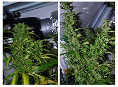 arta Super Silver Haze dzien 85 B