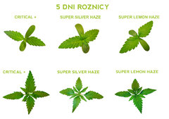 Super Silver Haze, Super Lemon Haze, Critical     grow 5 DNI KONOPIA WZROST