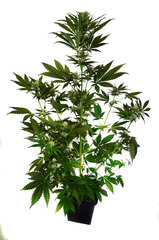 Super Lemon Haze dzien 51 dzien