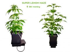 Super Lemon Haze   36dzień cała roślina RÓZNICA POMIEDZY 6 DNIAMI