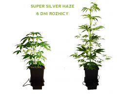 Super sILVER Haze   36dzień cała roślina RÓZNICA POMIEDZY 6 DNIAMI