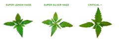 Super Silver Haze, Super Lemon Haze, Critical     grow
