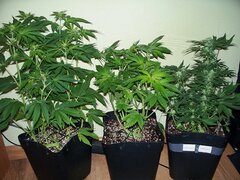 serious 6(sativa) K tarin (ndica) C  I Ws (auto)