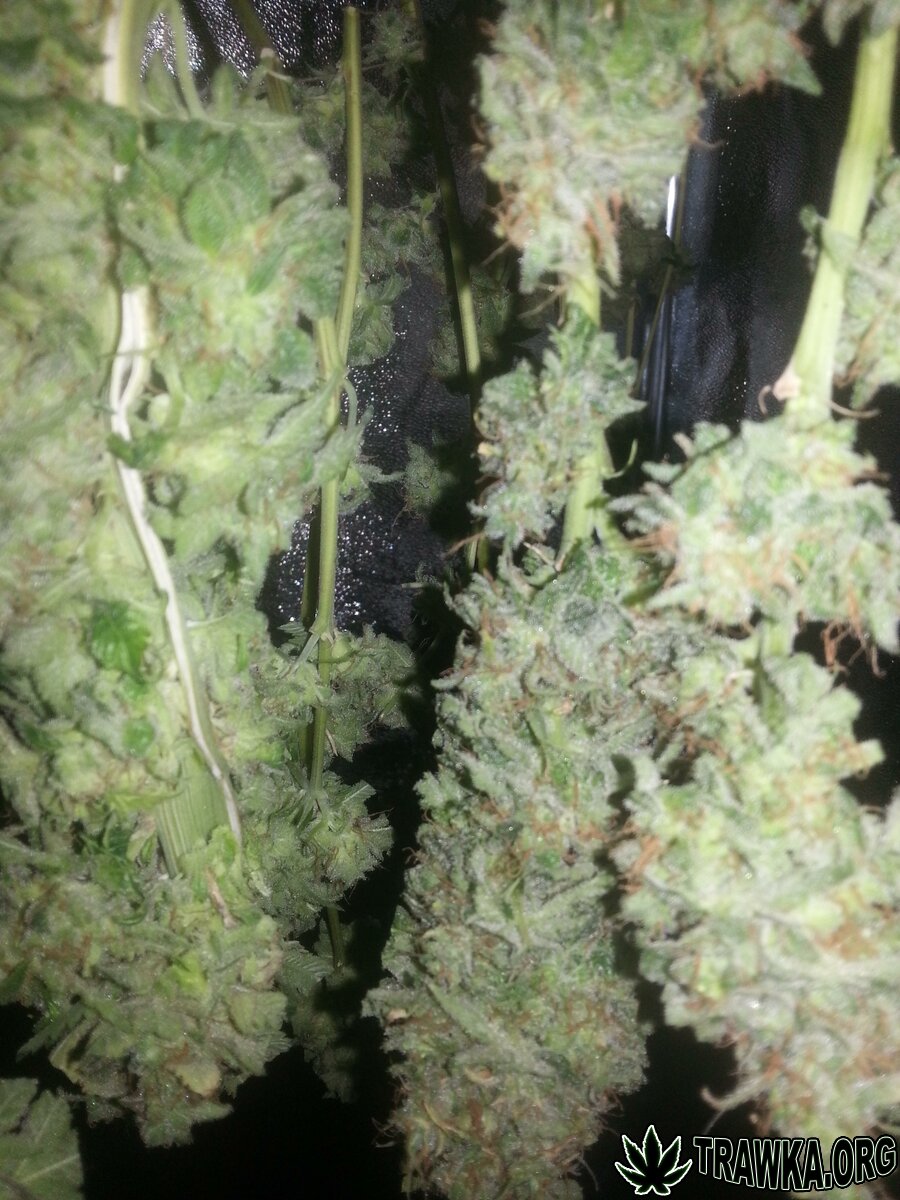 Afghan Skunk, The Doctor + Bonus