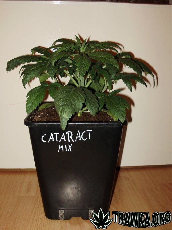 cataract mix