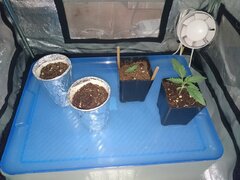 2 x Red Diesel , Confidencial Medicine, Pineapple Chunk