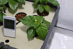 hydrohobby fotorelacja chilli 2015 ziemia Vs hydro aerofarm (7)