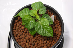 hydrohobby fotorelacja chilli 2015 ziemia Vs hydro IWS (7)