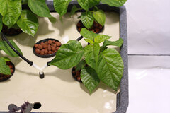 hydrohobby fotorelacja chilli 2015 ziemia Vs hydro (21)