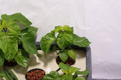 hydrohobby fotorelacja chilli 2015 ziemia Vs hydro (22)