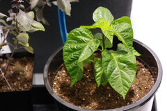 hydrohobby fotorelacja chilli 2015 ziemia Vs hydro (13)