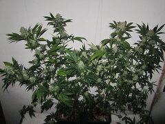 autopot biotabs kc en osh j (50).JPG